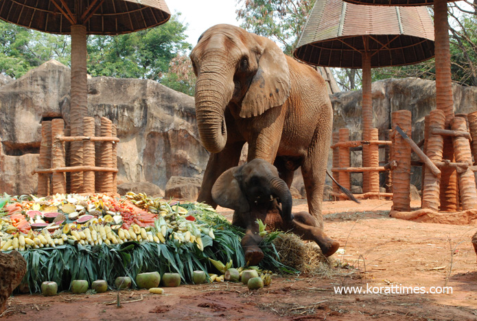 น่ารักอะ! สวนสัตว์โคราชเสิร์ฟเค้กยักษ์วันเกิด 3 ขวบลูกช้างแอฟริกามีที่เดียวในไทย(ชมคลิป)