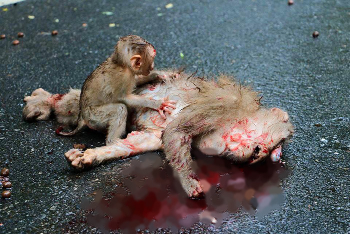 แม่ลิงถูกรถชนตายบนถนนเขาใหญ่-web 3