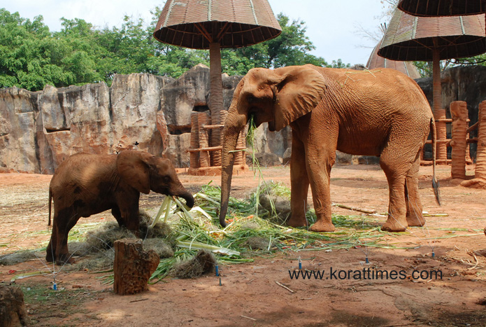 น่ารักอะ !สวนสัตว์โคราชจัดเค้กผลไม้ยักษ์ฉลองวันเกิด “เจ้าสีมา” ลูกช้างแอฟริกาครบ 4 ปี (ชมคลิป)