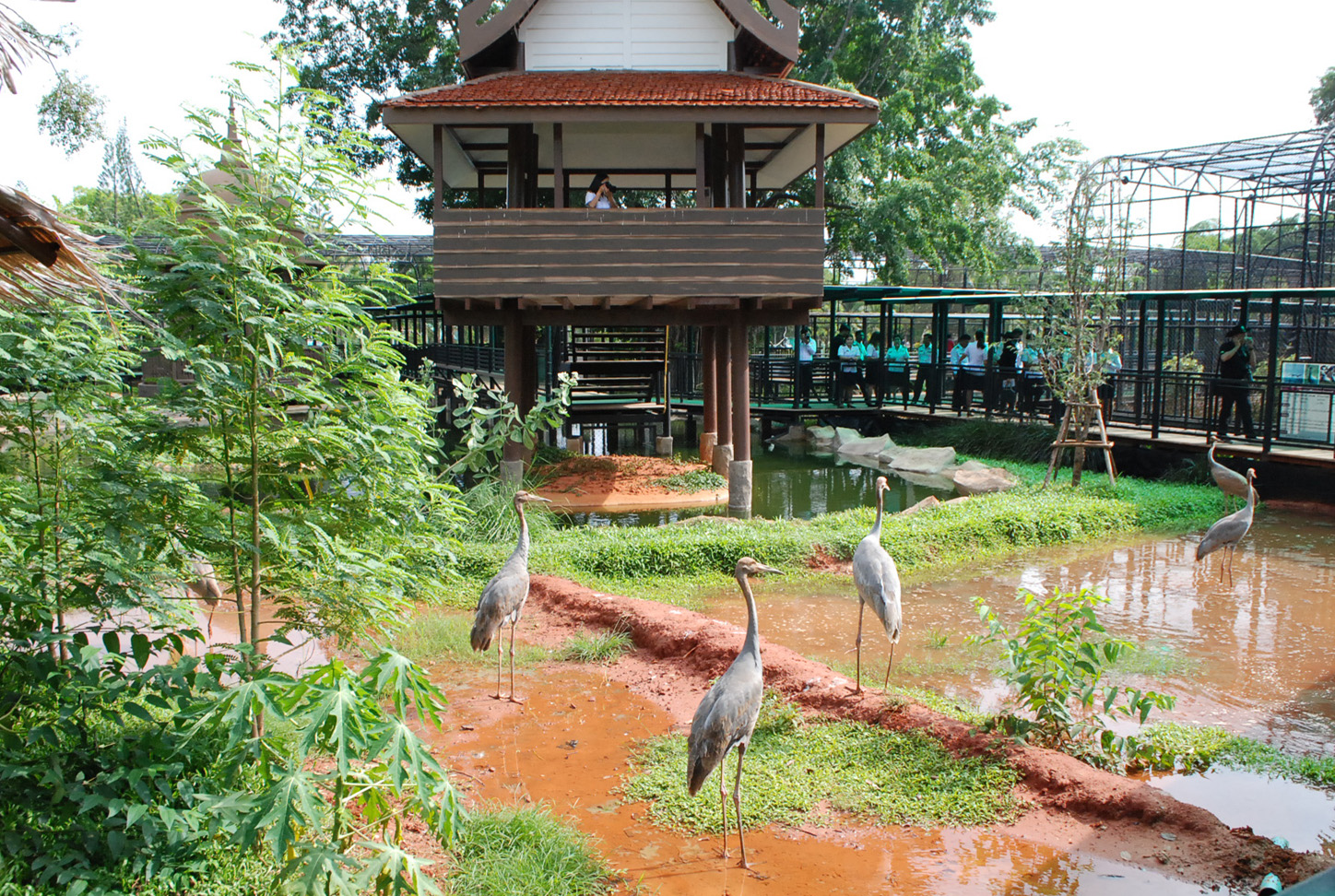 รับปิดเทอม!สวนสัตว์โคราชเปิดส่วนแสดงกระเรียนโลก แหล่งเรียนรู้นกกระเรียนแห่งเดียวของไทย(ชมคลิป)