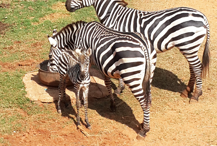 สวนสัตว์โคราชปลื้ม!ได้สมาชิกใหม่ลูกม้าลายแห่งทุ่งหญ้าแอฟริกาชวนชมความน่ารัก