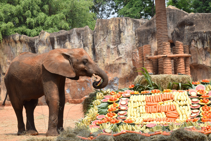 5 ขวบแล้ว! สวนสัตว์โคราชจัดใหญ่วันเกิด “น้องสีมา” ช้างแอฟริกาตัวเดียวของไทยในวันฉลองชัยชนะย่าโม(ชมคลิป)
