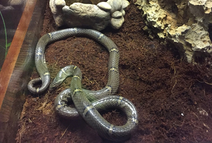 สัตว์ชนิดใหม่ของโลก! สวนสัตว์โคราชเปิดตัว”งูปี่แก้วไทรโยค” สัตว์หายาก โชว์ให้นักท่องเที่ยวชมแค่ 3 เดือน(ชมคลิป)