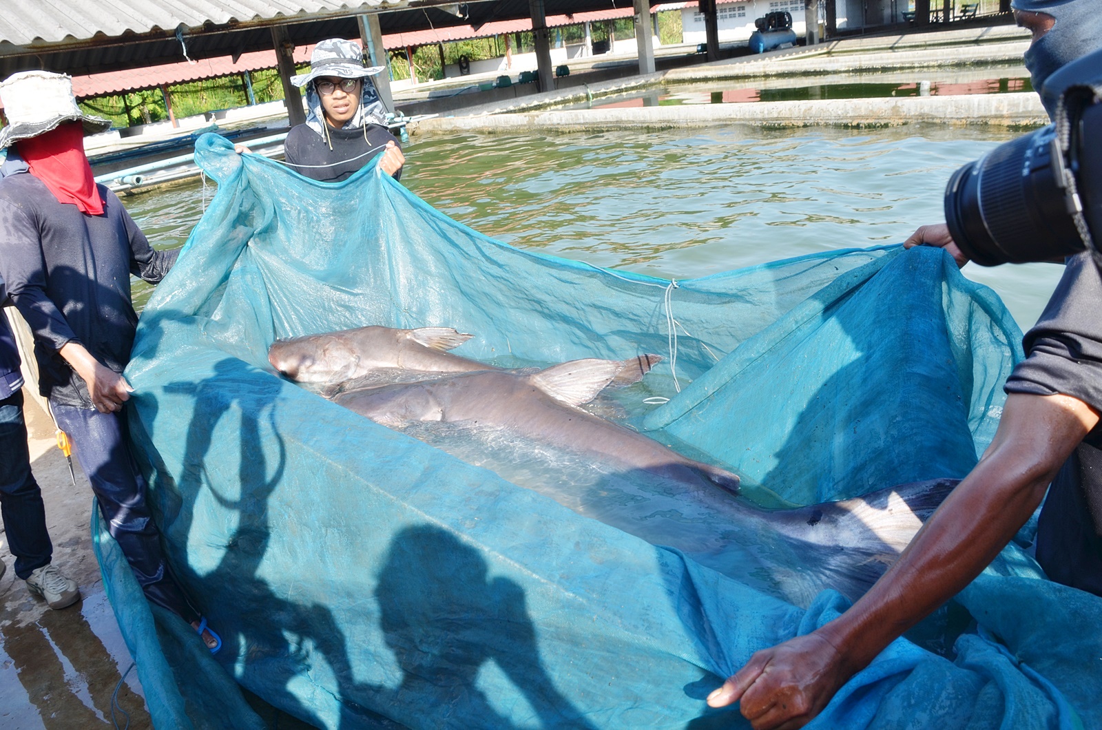 ยอดเยี่ยม! มทส.จับมือนักวิจัยญี่ปุ่น พัฒนา “ปลาอุ้มบุญ” ได้สำเร็จครั้งแรกของไทย (ชมคลิป)