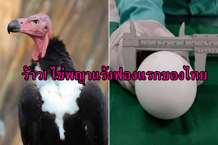 ว้าว! ไข่ “พญาแร้ง” ฟองแรกในรอบ 25 ปีของประเทศไทย สวนสัตว์โคราชทำสำเร็จ